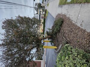 csg consolidated service groyp bollard install and tree removal 1